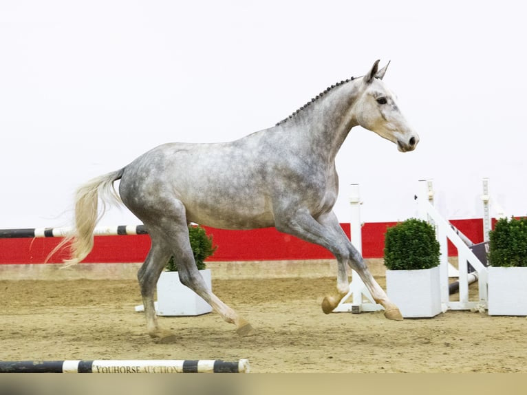 Westphalian Stallion 2 years 16 hh Grey in Waddinxveen