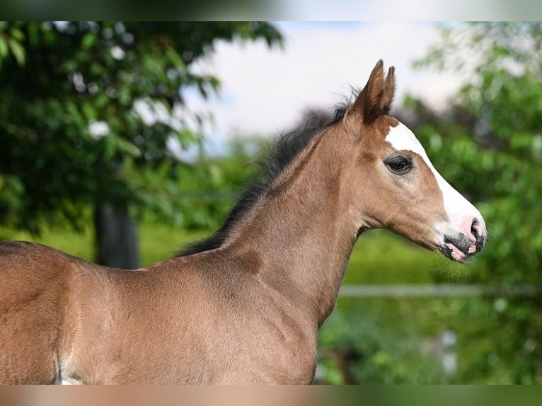 Westphalian Stallion 2 years 16 hh Smoky-Black in Reichenwalde