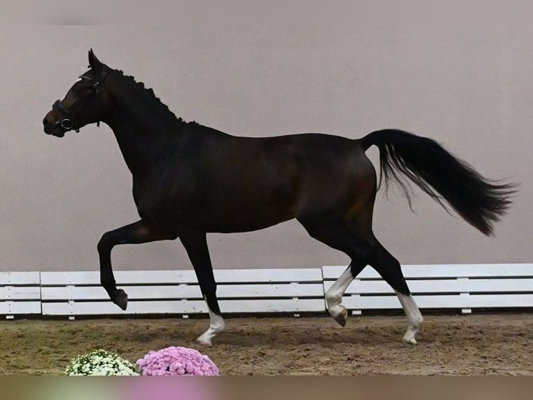 Westphalian Stallion 2 years 16 hh Smoky-Black in Reichenwalde