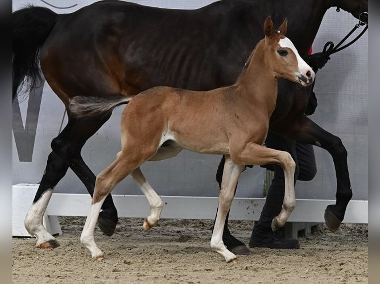 Westphalian Stallion 2 years 16 hh Smoky-Black in Reichenwalde