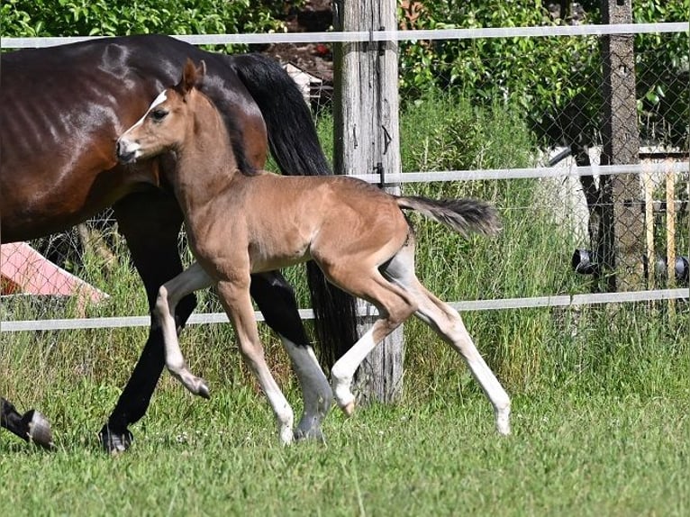 Westphalian Stallion 2 years 16 hh Smoky-Black in Reichenwalde