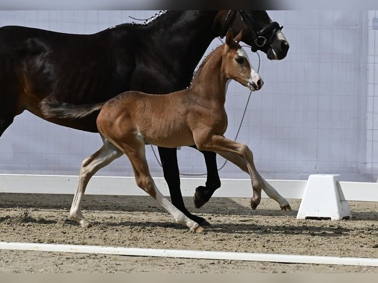 Westphalian Stallion 2 years 16 hh Smoky-Black in Reichenwalde