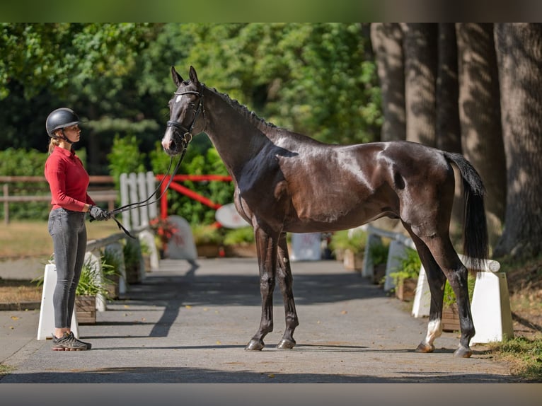 Westphalian Stallion 2 years 16,1 hh Black in Coesfeld