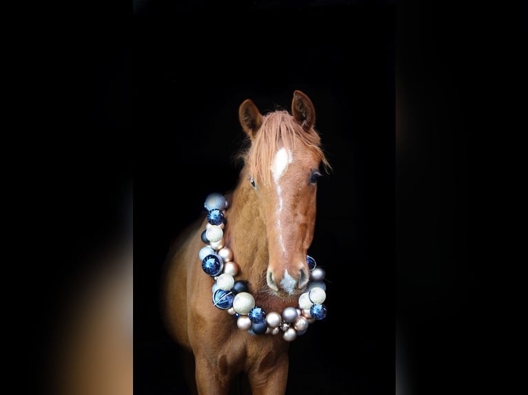 Westphalian Stallion 2 years 16,1 hh Chestnut-Red in Wesel