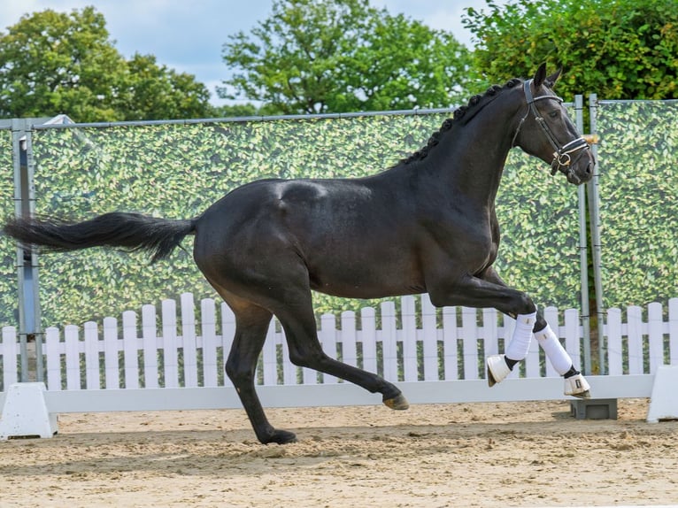 Westphalian Stallion 2 years 16,1 hh Smoky-Black in M&#xFC;nster-Handorf