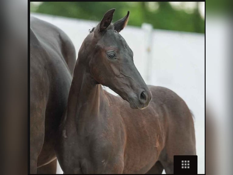 Westphalian Stallion 2 years 16,2 hh Black in Mönchengladbach