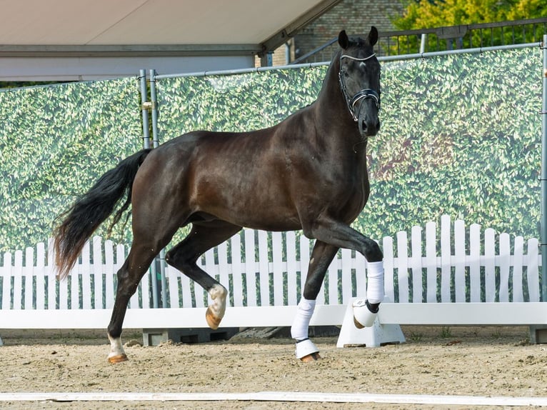 Westphalian Stallion 2 years 16,2 hh Black in M&#xFC;nster-Handorf