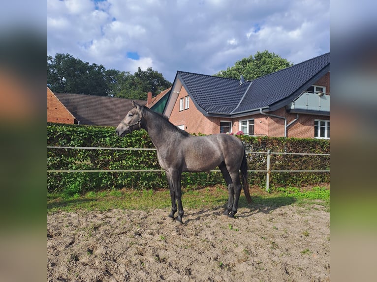 Westphalian Stallion 2 years 16,2 hh Grey in Delbr&#xFC;ck