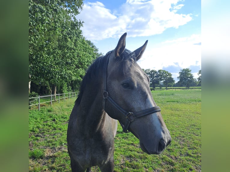 Westphalian Stallion 2 years 16,2 hh Grey in Delbr&#xFC;ck