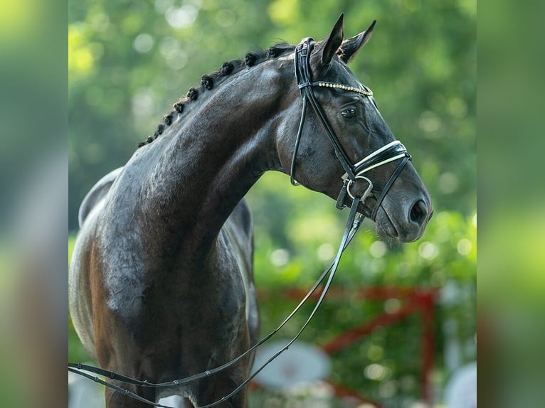 Westphalian Stallion 2 years 17 hh Bay-Dark in Münster-Handorf