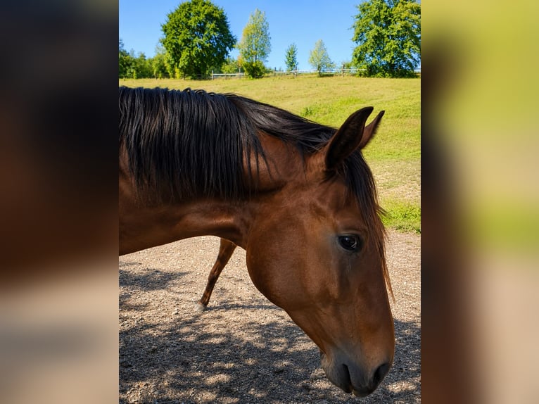 Westphalian Stallion 2 years 17 hh Brown in Bad Griesbach im Rottal