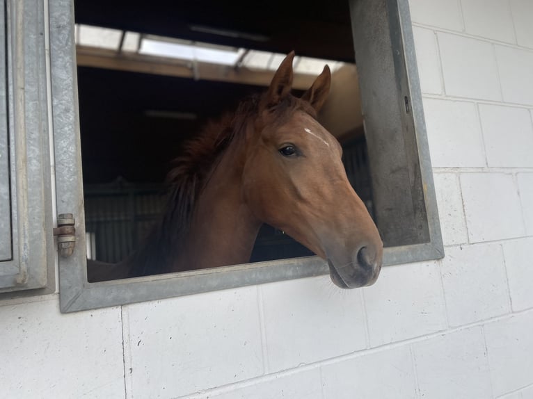 Westphalian Stallion 2 years 17 hh Chestnut in Bergisch Gladbach
