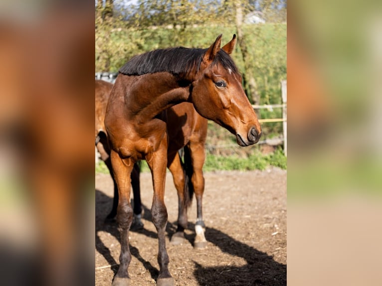Westphalian Stallion 2 years 17 hh  in Deggendorf