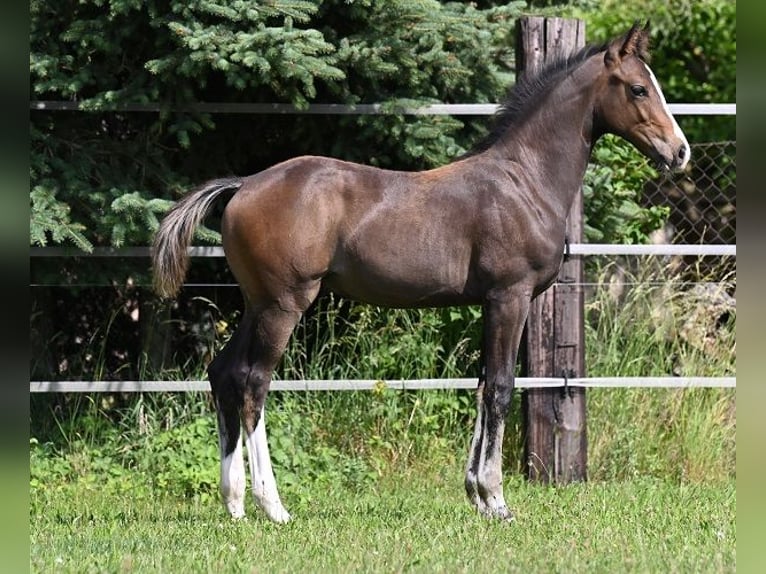 Westphalian Stallion 2 years 17 hh Smoky-Black in Reichenwalde