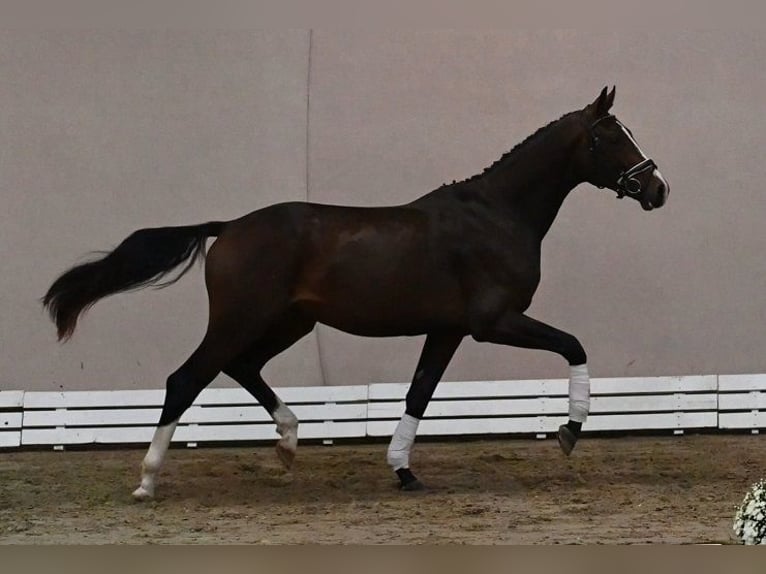 Westphalian Stallion 2 years 17 hh Smoky-Black in Reichenwalde