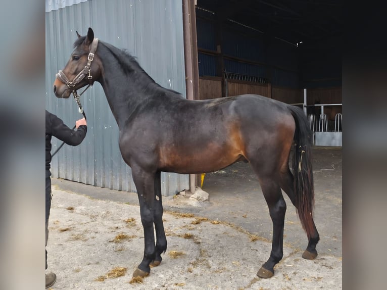 Westphalian Stallion 2 years Bay-Dark in Wenden
