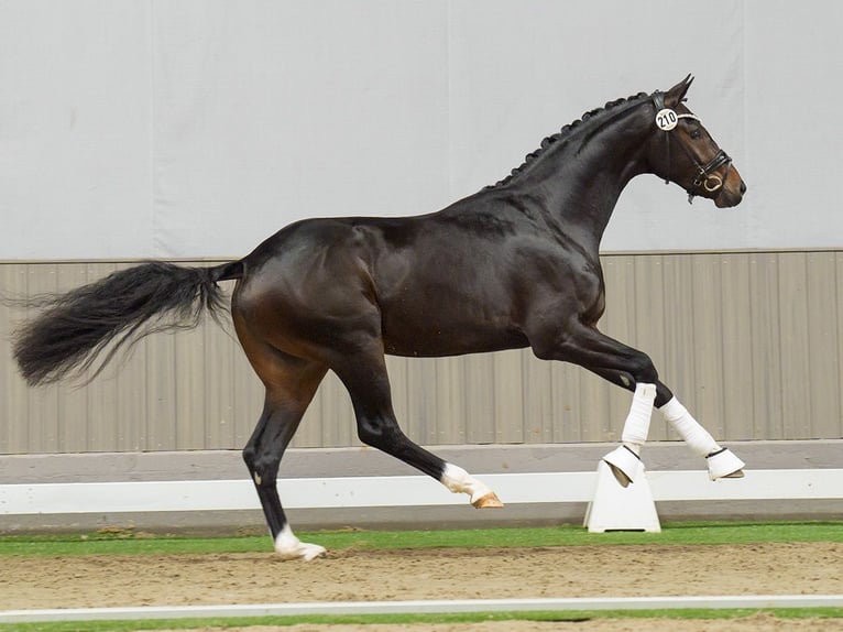 Westphalian Stallion 2 years Bay-Dark in Münster-Handorf