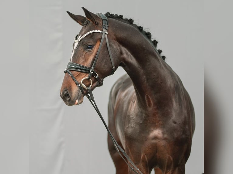 Westphalian Stallion 2 years Bay-Dark in Münster-Handorf