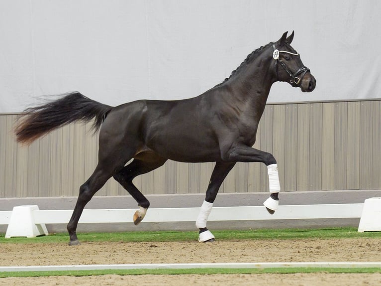 Westphalian Stallion 2 years Bay-Dark in Münster-Handorf