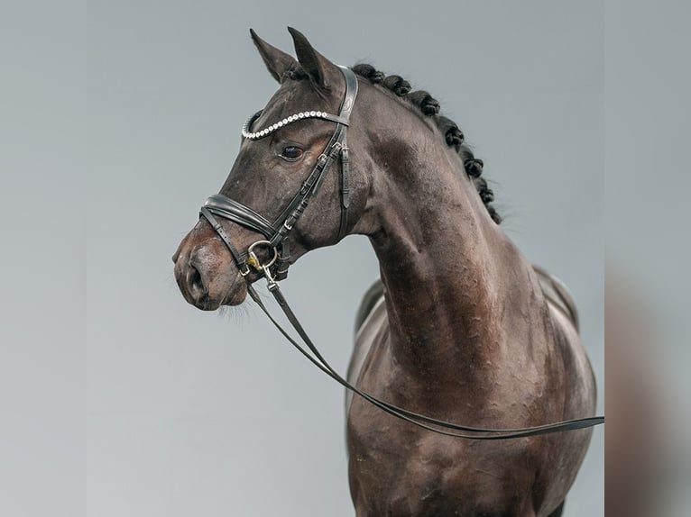 Westphalian Stallion 2 years Bay-Dark in Münster-Handorf