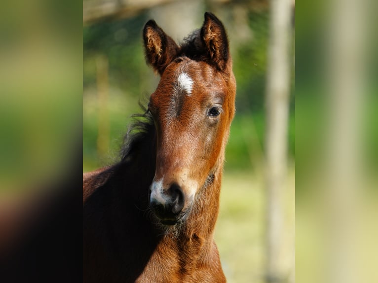 Westphalian Stallion 2 years Bay-Dark in Hamm