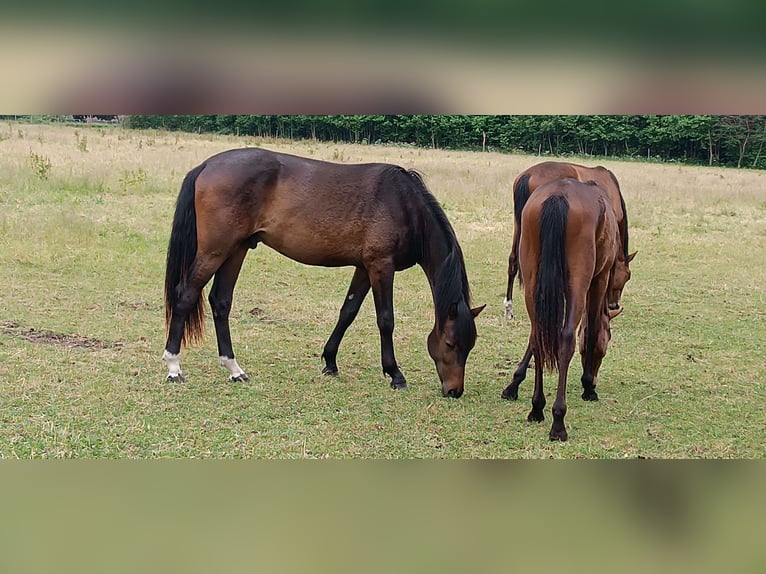Westphalian Stallion 2 years Bay-Dark in Steinhagen