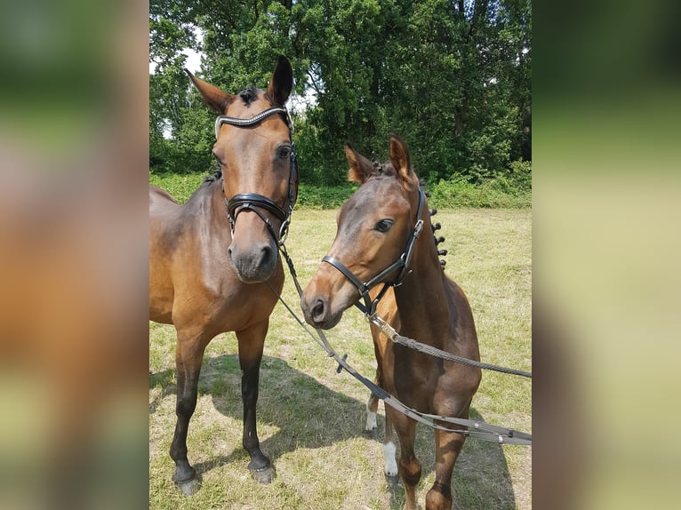 Westphalian Stallion 2 years Bay-Dark in Steinhagen