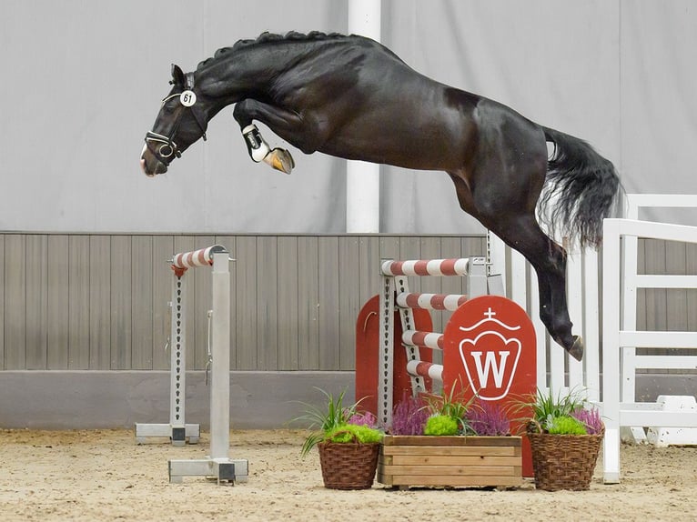 Westphalian Stallion 2 years Bay-Dark in Münster-Handorf