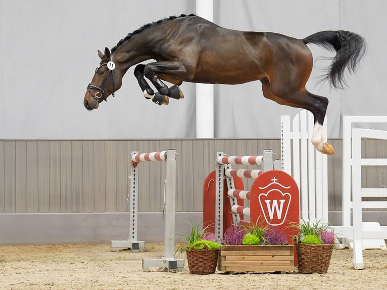 Westphalian Stallion 2 years Bay-Dark in Münster-Handorf