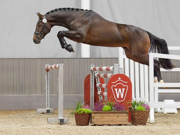 Westphalian Stallion 2 years Bay-Dark in Münster-Handorf