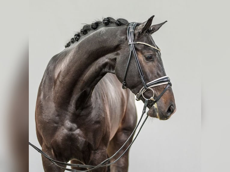 Westphalian Stallion 2 years Bay-Dark in Münster-Handorf