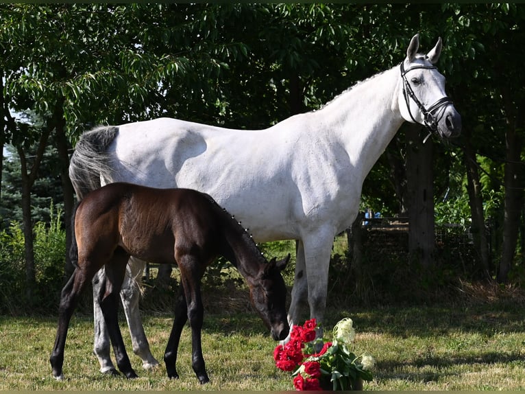 Westphalian Stallion 2 years Black in Reichenwalde