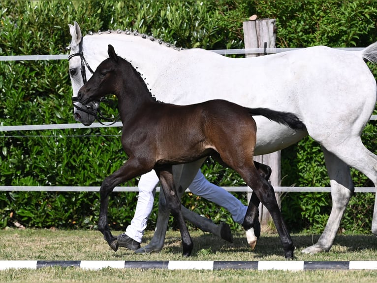 Westphalian Stallion 2 years Black in Reichenwalde