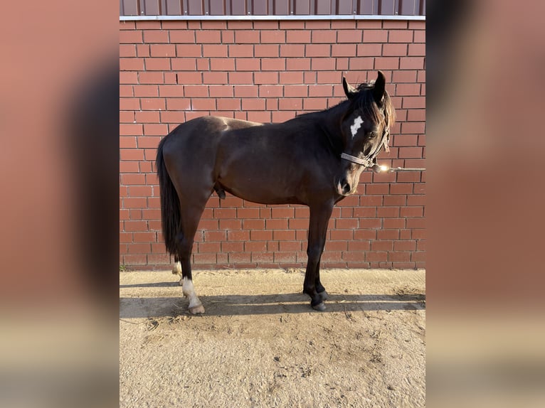 Westphalian Stallion 2 years Black in Herzebrock-Clarholz