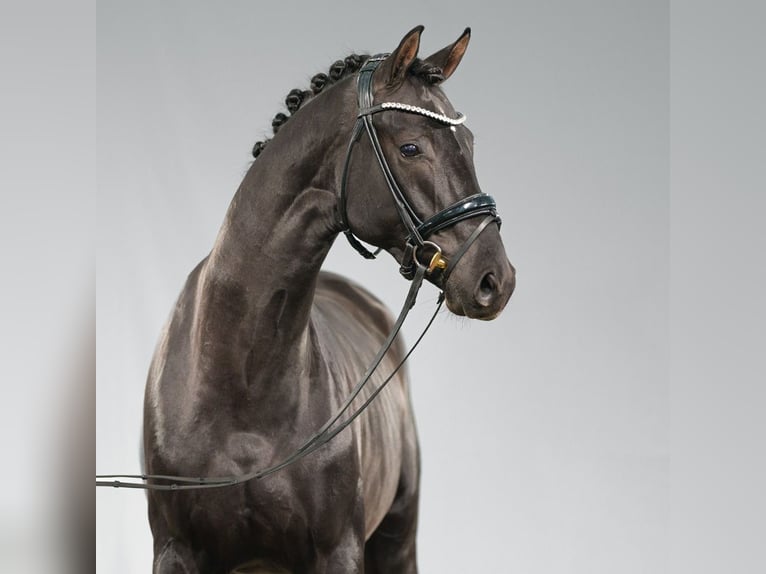 Westphalian Stallion 2 years Black in Münster-Handorf