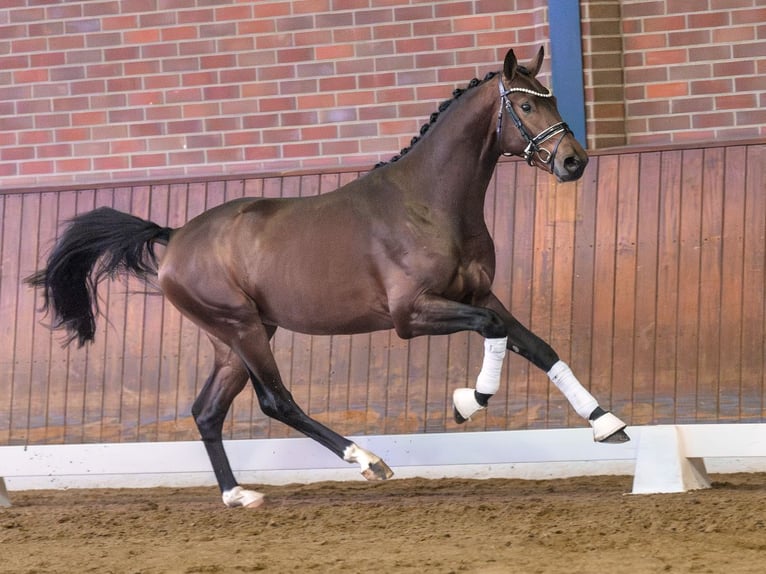 Westphalian Stallion 2 years Brown in Pölchow