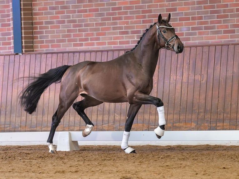 Westphalian Stallion 2 years Brown in Pölchow