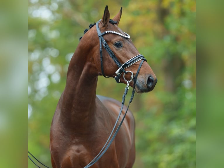 Westphalian Stallion 2 years Brown in Pölchow