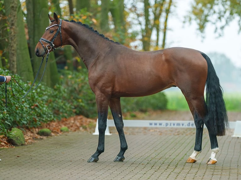 Westphalian Stallion 2 years Brown in Pölchow