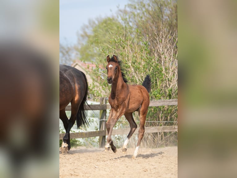 Westphalian Stallion 2 years Brown in Hüllhorst