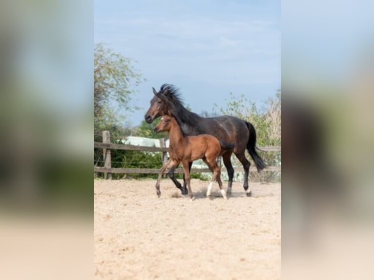 Westphalian Stallion 2 years Brown in Hüllhorst
