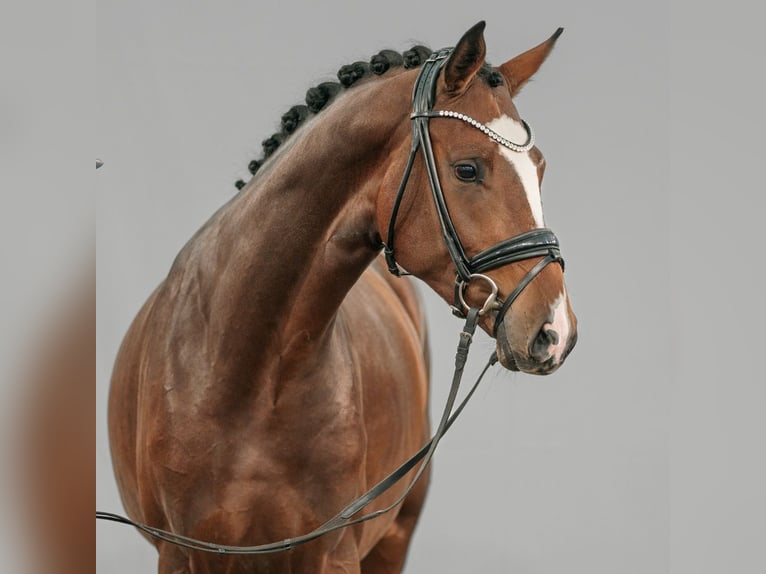 Westphalian Stallion 2 years Brown in Münster-Handorf