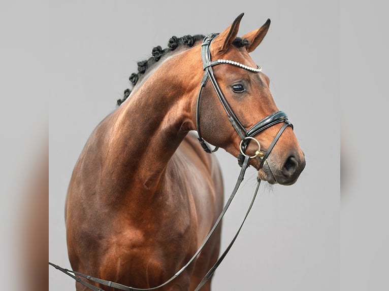 Westphalian Stallion 2 years Brown in Münster-Handorf