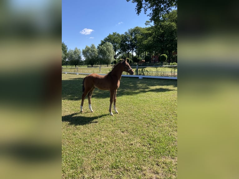 Westphalian Stallion 2 years Brown in Ostbevern