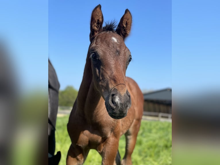 Westphalian Stallion 2 years Brown in Wenden