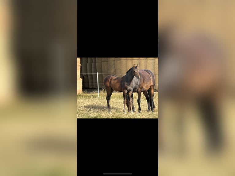 Westphalian Stallion 2 years Brown in Wenden