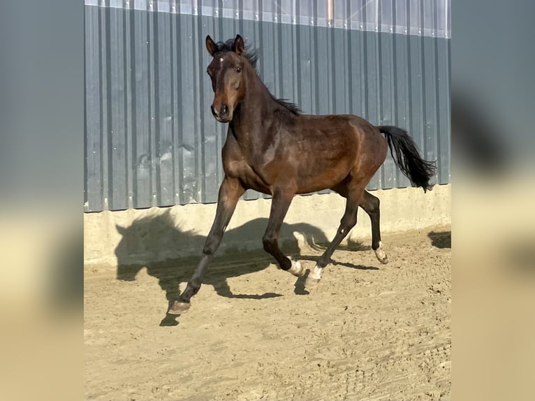 Westphalian Stallion 2 years Brown in Wenden