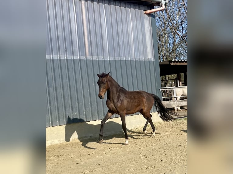 Westphalian Stallion 2 years Brown in Wenden