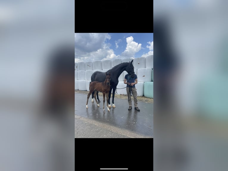 Westphalian Stallion 2 years Brown in Wenden