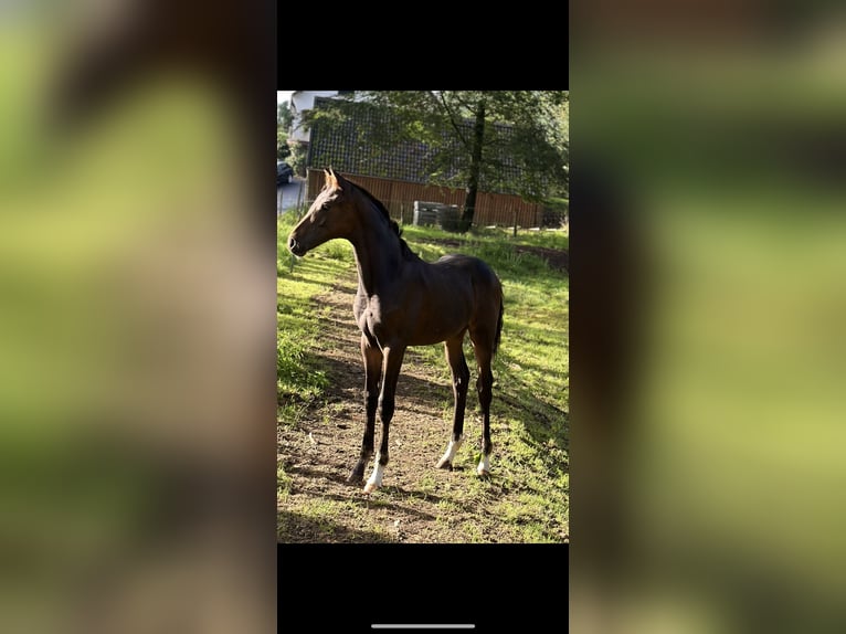 Westphalian Stallion 2 years Brown in Wenden